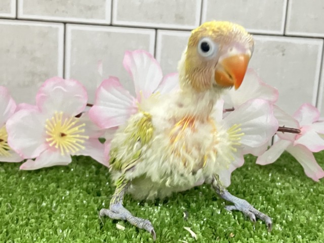 ヤマブキボタンインコ