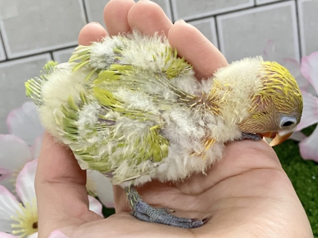 ヤマブキボタンインコ