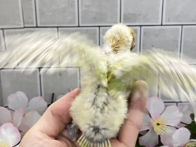 ヤマブキボタンインコ