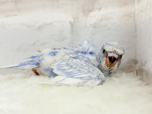 梵天セキセイインコ