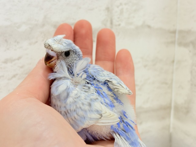 梵天セキセイインコ