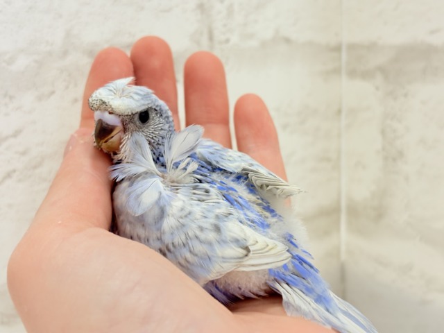 梵天セキセイインコ