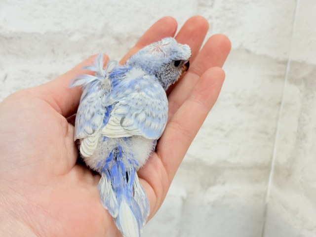 梵天セキセイインコ