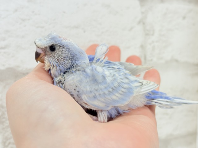 梵天セキセイインコ
