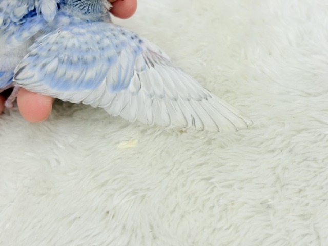 梵天セキセイインコ