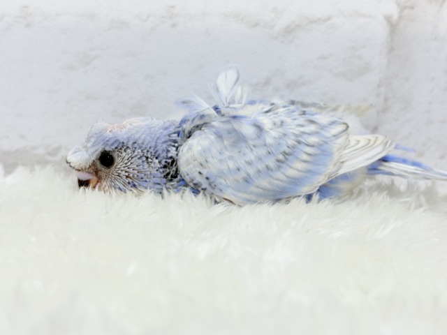 梵天セキセイインコ