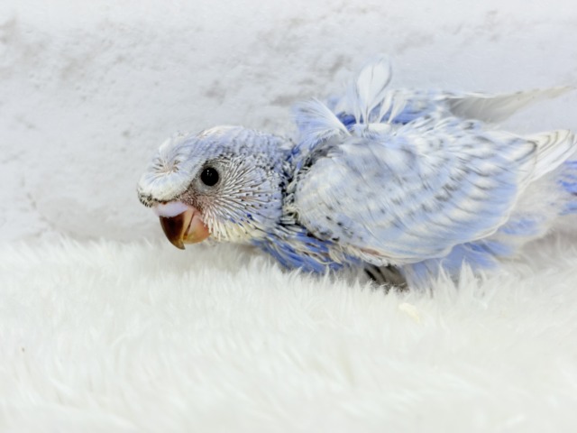 梵天セキセイインコ