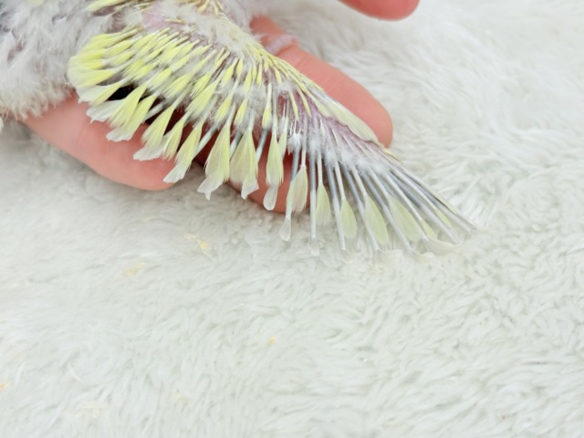 コザクラインコ（小桜インコ）