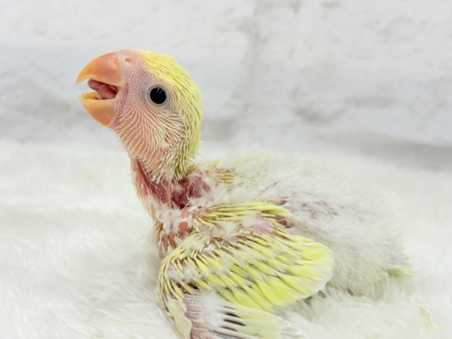 コザクラインコ（小桜インコ）