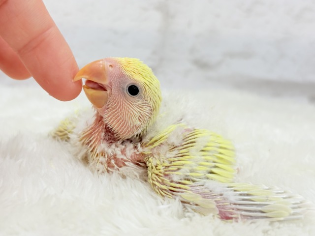 コザクラインコ（小桜インコ）