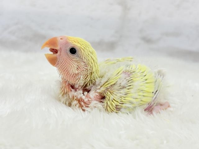 コザクラインコ（小桜インコ）