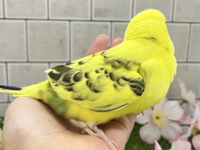 セキセイインコ