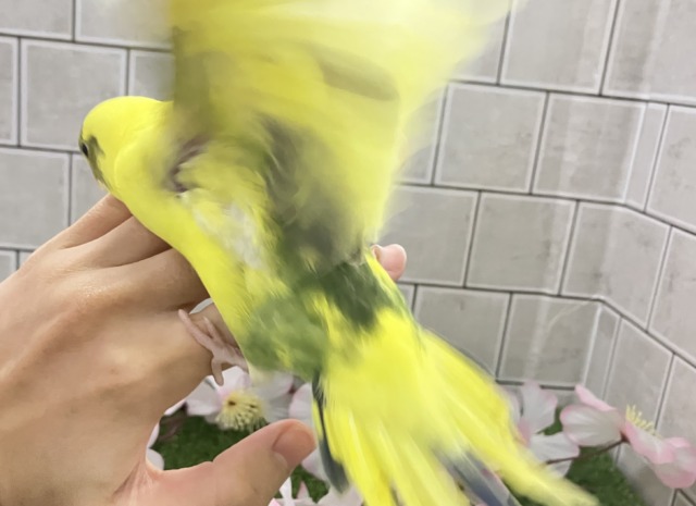 セキセイインコ