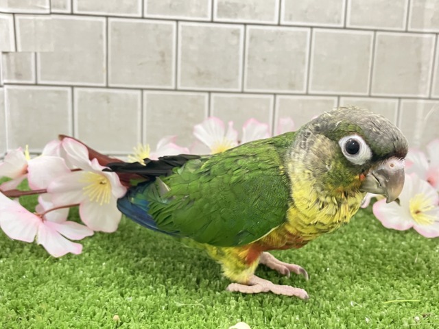 ワキコガネウロコインコ