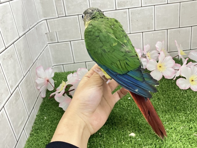 ワキコガネウロコインコ