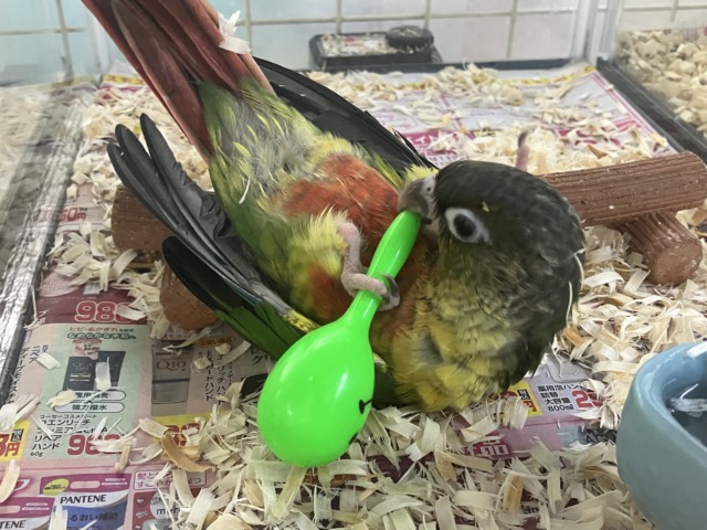 ワキコガネウロコインコ