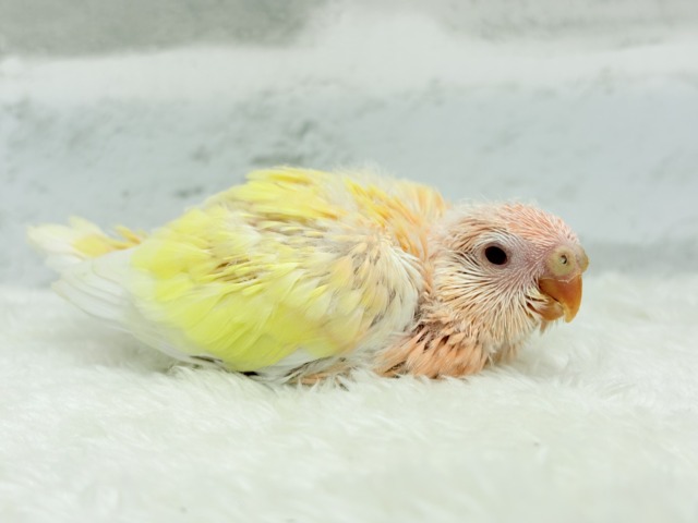 アキクサインコ（秋草インコ）