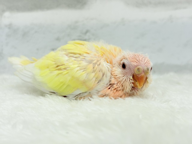 アキクサインコ（秋草インコ）