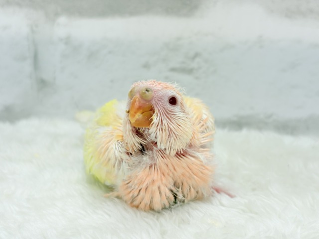 アキクサインコ（秋草インコ）
