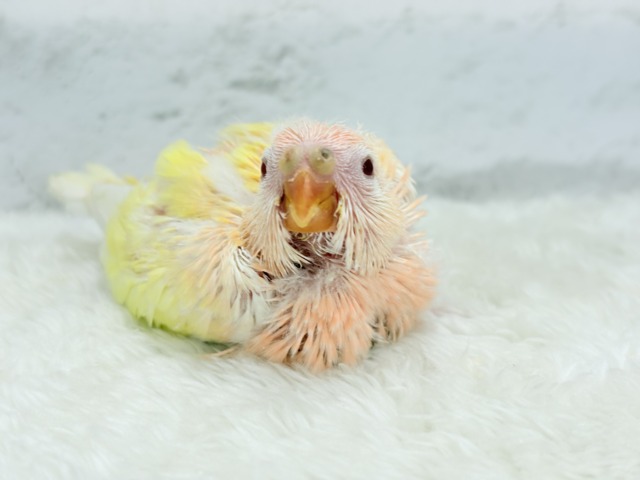 アキクサインコ（秋草インコ）