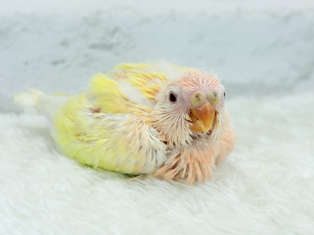 アキクサインコ（秋草インコ）