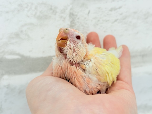 アキクサインコ（秋草インコ）