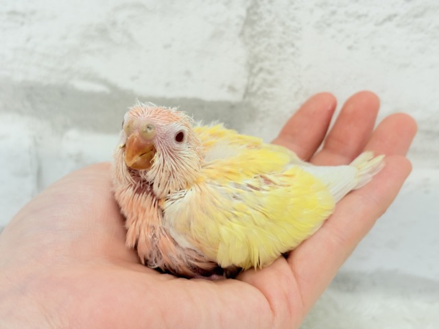 アキクサインコ（秋草インコ）