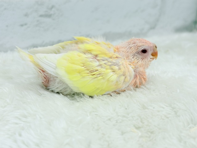 アキクサインコ（秋草インコ）