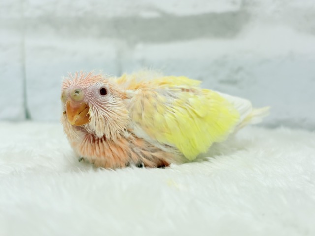 アキクサインコ（秋草インコ）