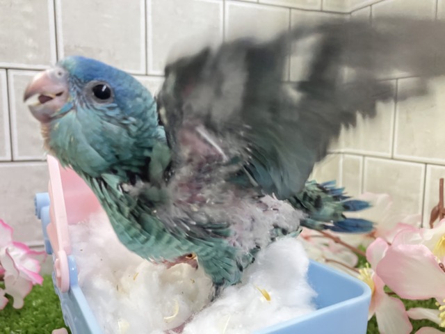 サザナミインコ