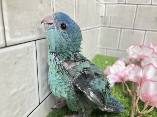 サザナミインコ