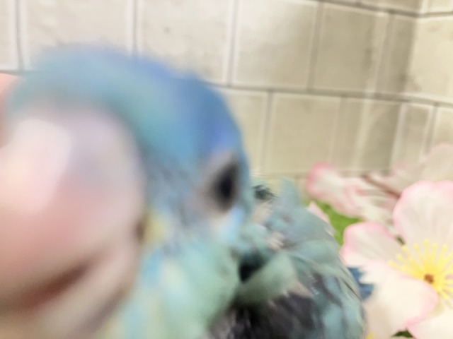サザナミインコ