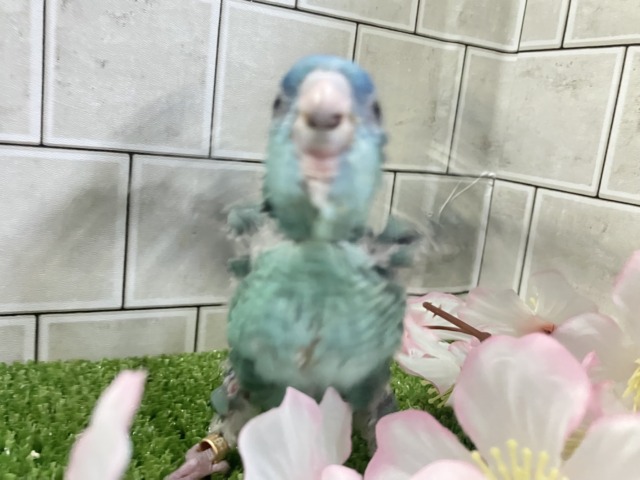 サザナミインコ