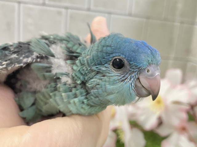 サザナミインコ