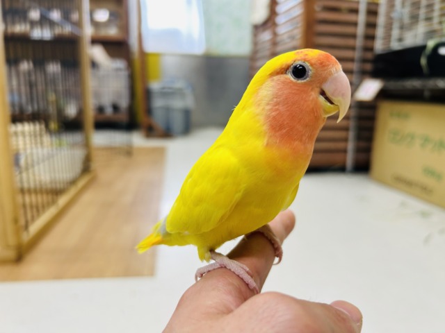 コザクラインコ（小桜インコ）