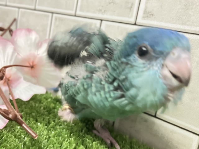 サザナミインコ