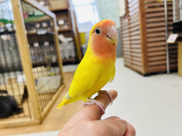 コザクラインコ（小桜インコ）