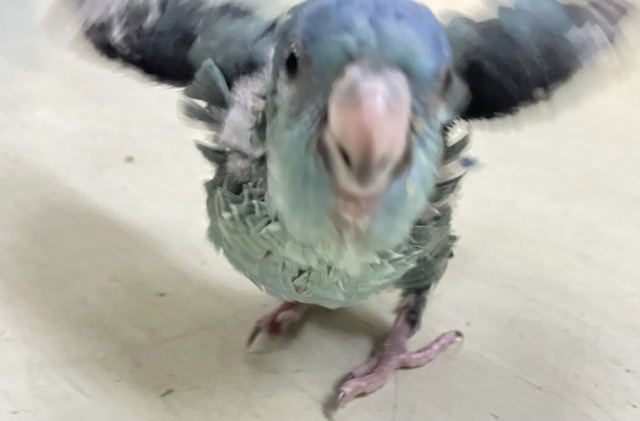 サザナミインコ