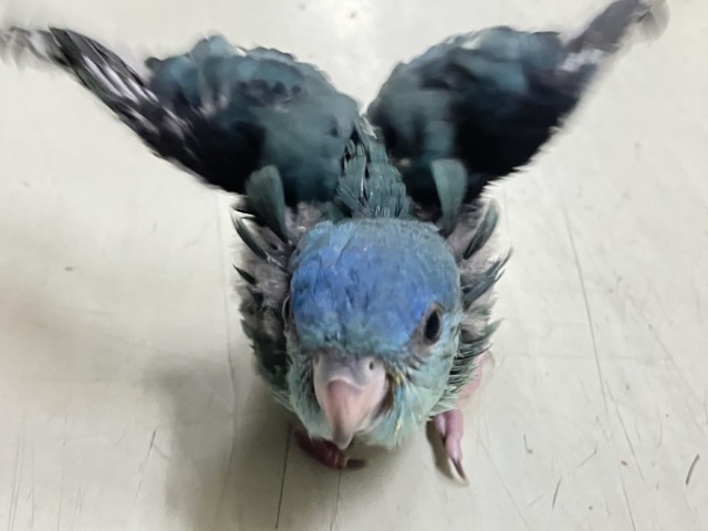 サザナミインコ