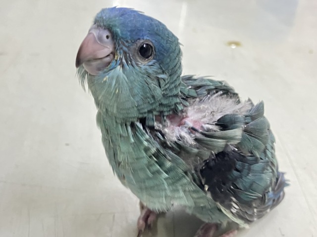 サザナミインコ