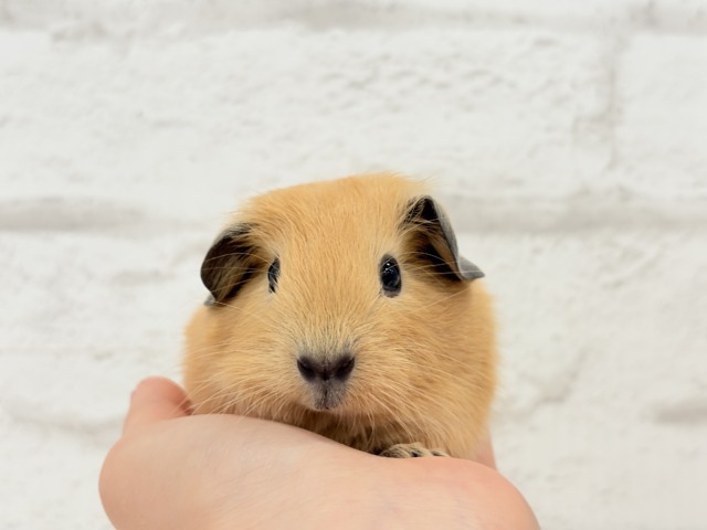 ロシアンスモークモルモット