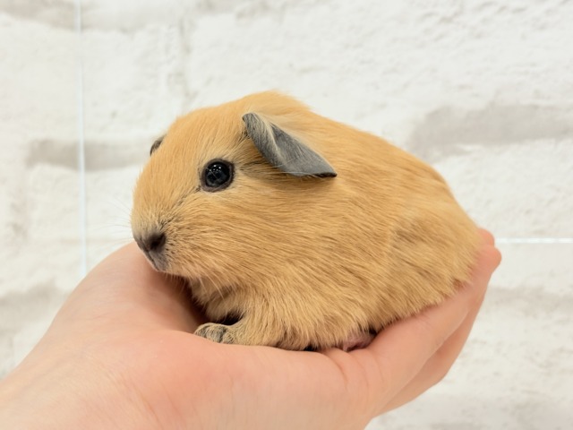 ロシアンスモークモルモット