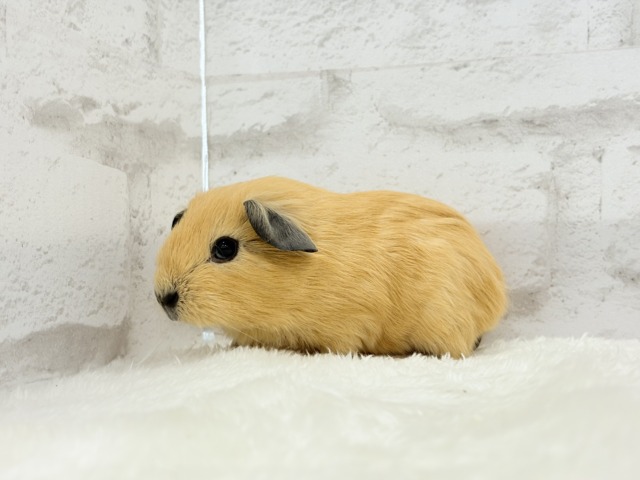 ロシアンスモークモルモット