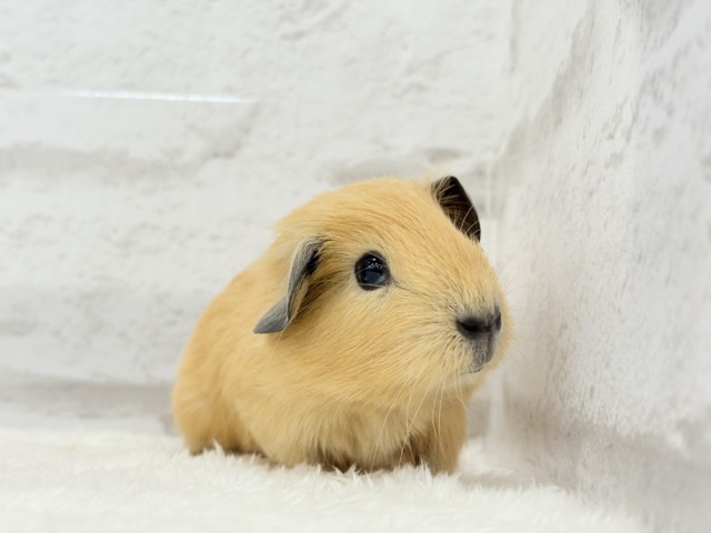 ロシアンスモークモルモット