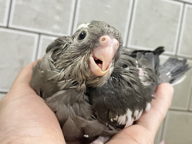 オカメインコ