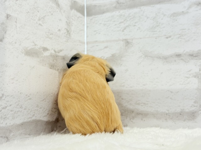 ロシアンスモークモルモット