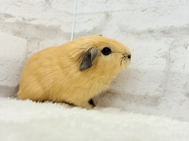 ロシアンスモークモルモット