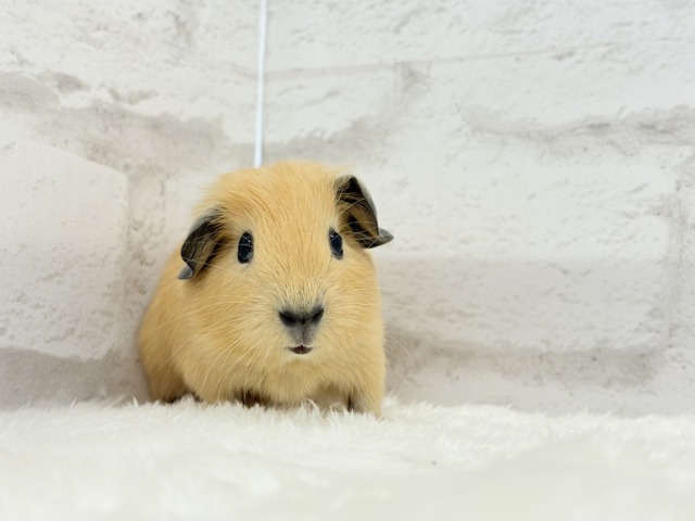 ロシアンスモークモルモット