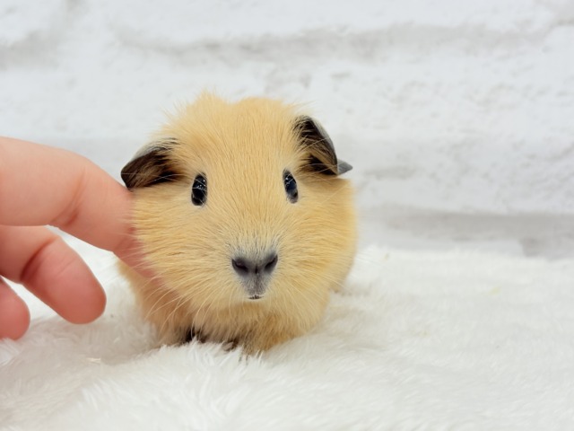 ロシアンスモークモルモット