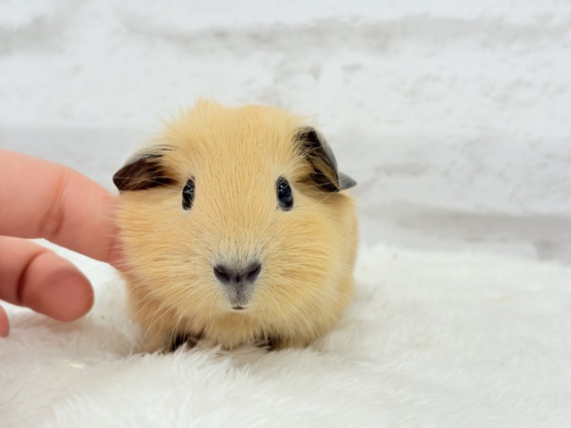 ロシアンスモークモルモット